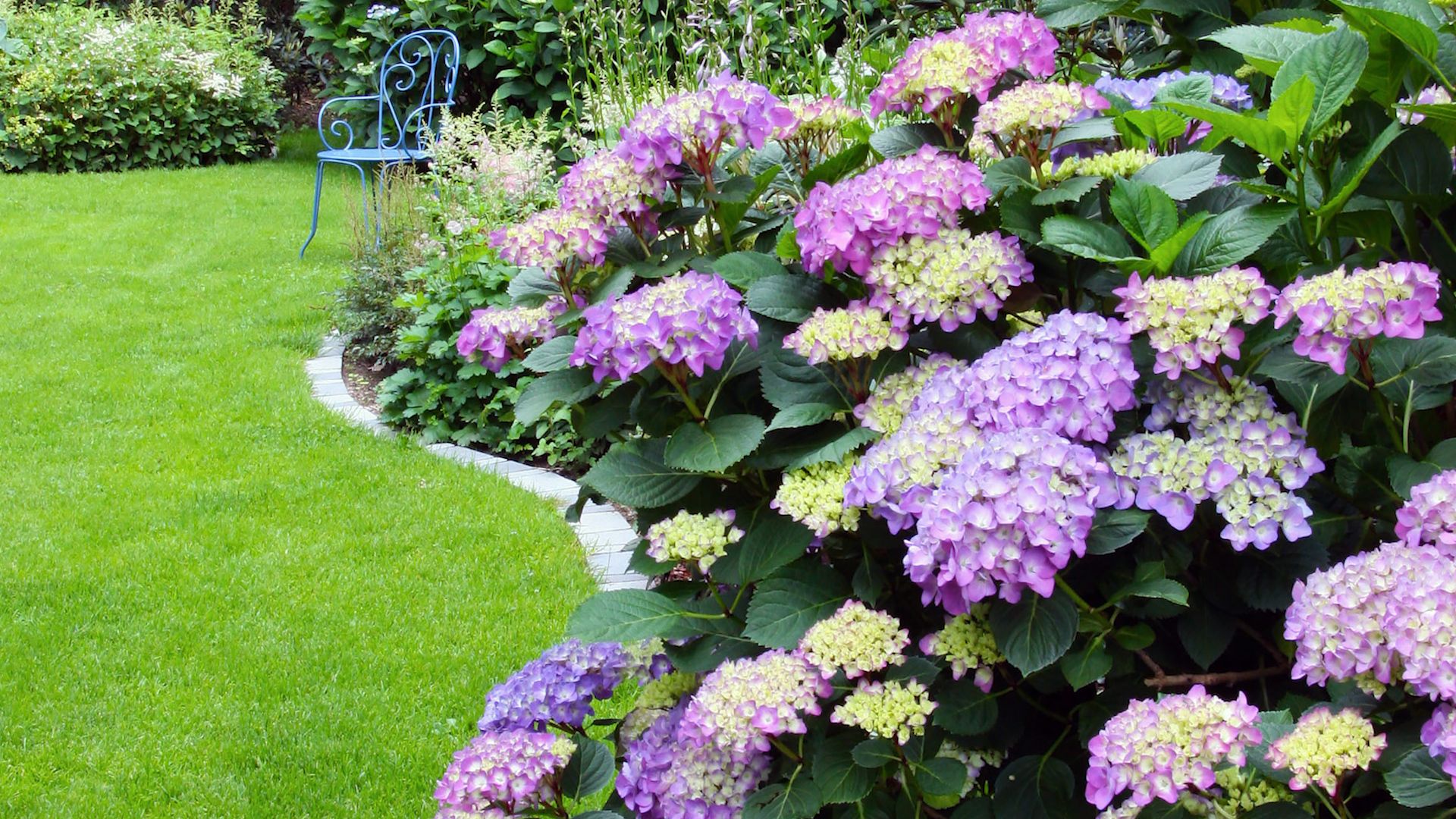 Hydrangea byly vybledlé. Co by měl každý zahradník dělat se suchými květy?