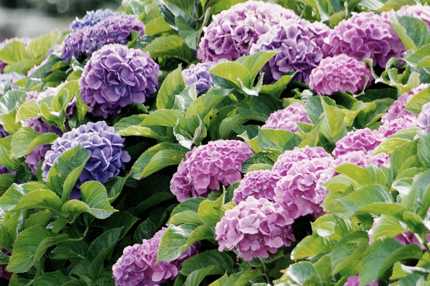 Hydrangea byly vybledlé. Co by měl každý zahradník dělat se suchými květy?