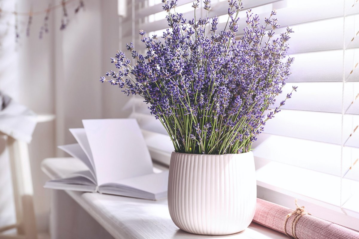 Téměř nikdo neví, ale podle Feng Shui dělá tato rostlina více pro svůj soukromý život než jakákoli aplikace.
