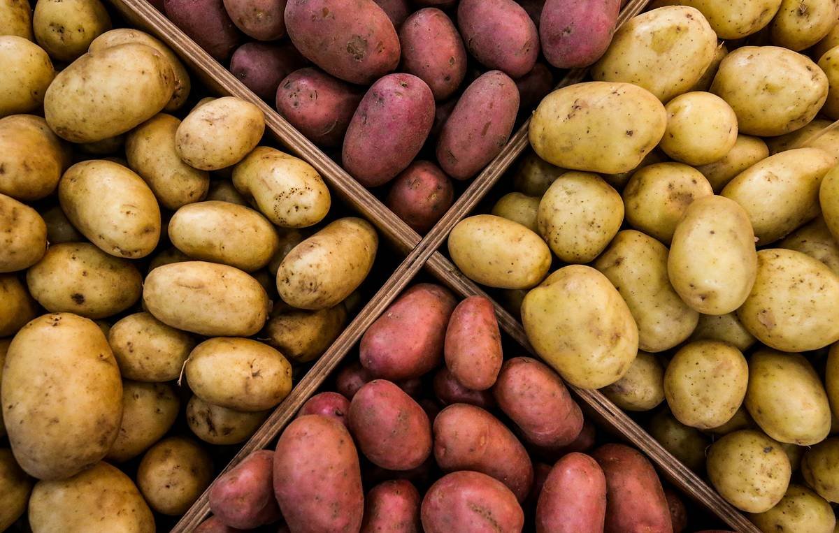 Farmář našel řešení, které nemusí zahodit více než 500 tun brambor: Po krátké době jeho pole naplnilo desítky aut.