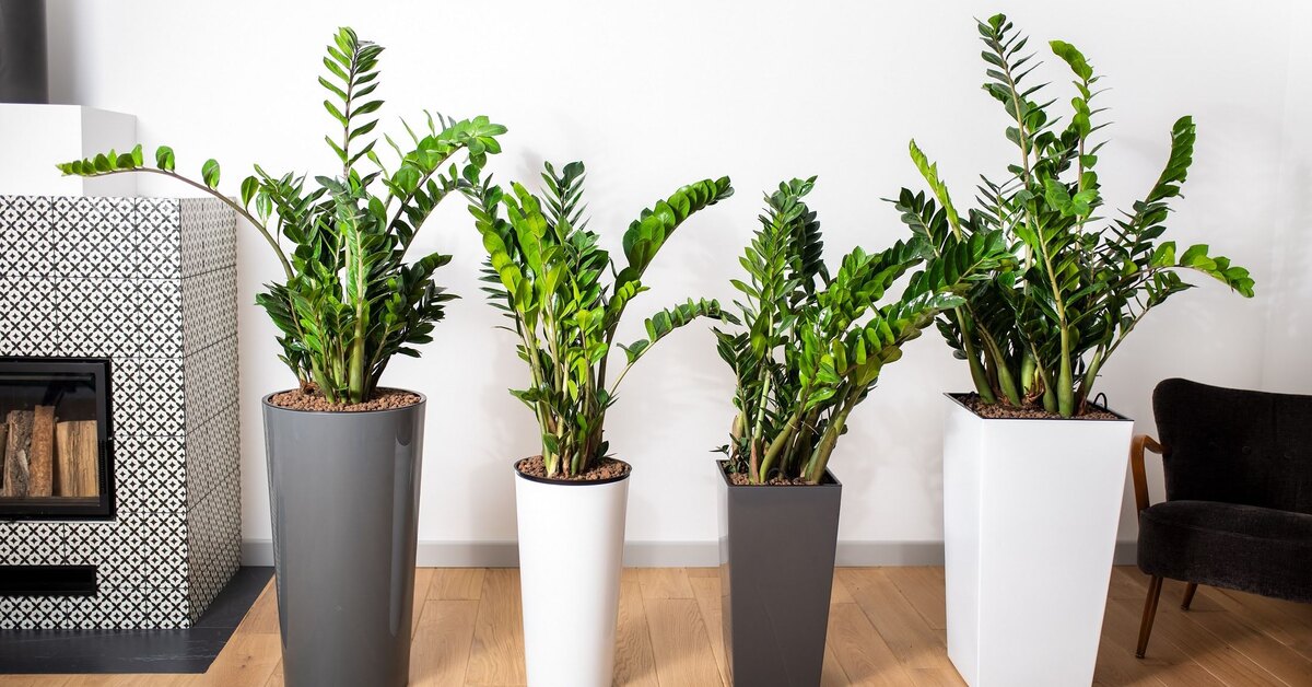 Zamioculcas je velmi odolný, ale jediná chyba ji může zničit. Měli byste se tomu vyhnout
