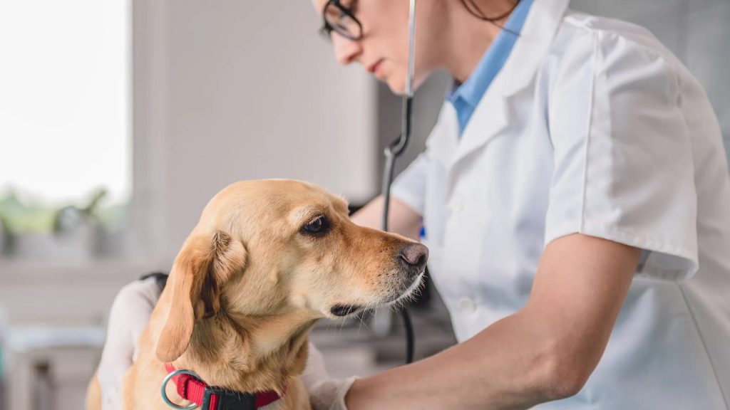 Veterináři odhalují: 3 odporné pravdy o vašich zvířatech, a po přečtení té třetí se rozpláčete