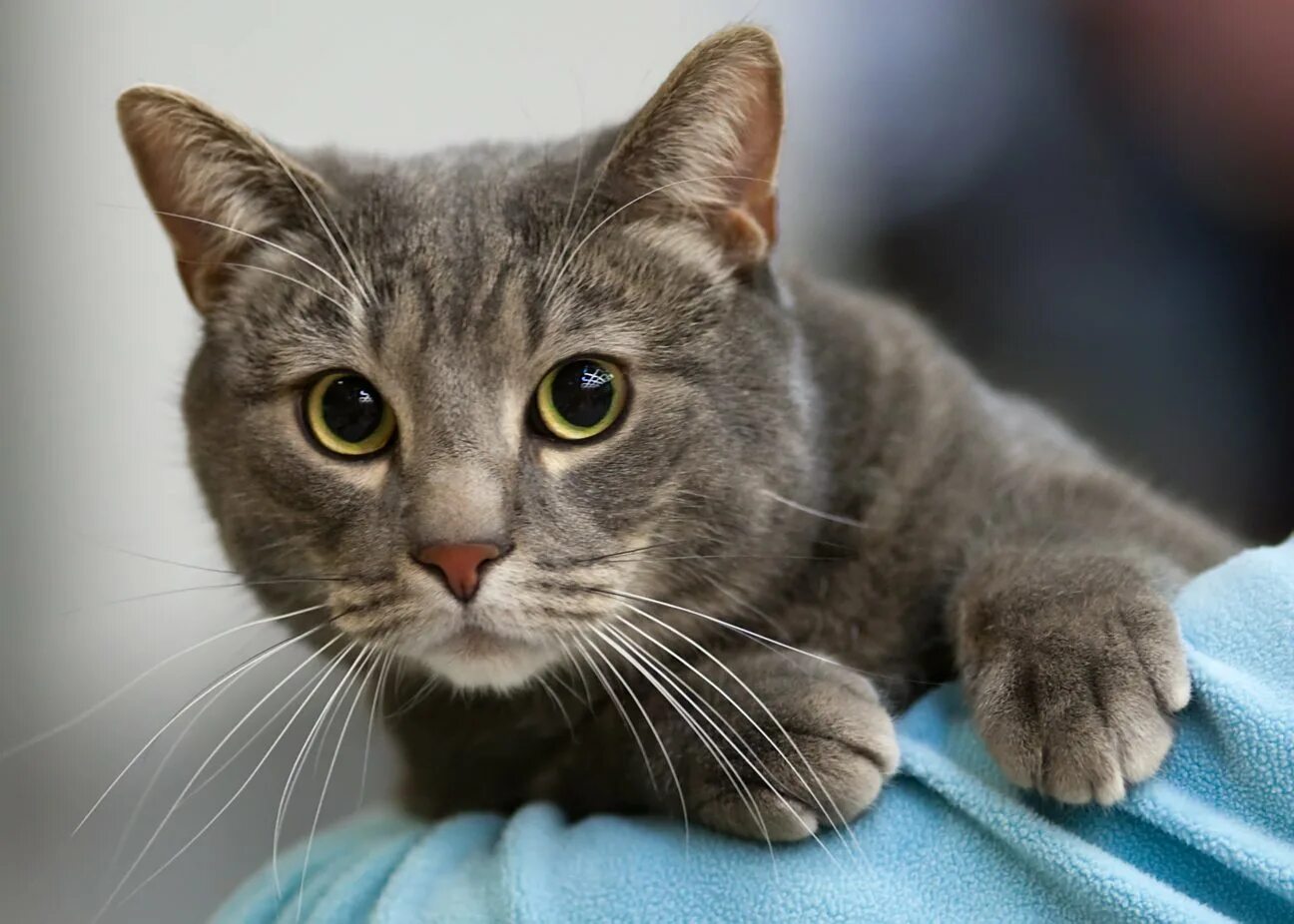 „Od té doby, co to moje kočka pije, nemá žádné problémy s močovými cestami,“ poznamenává veterinář.