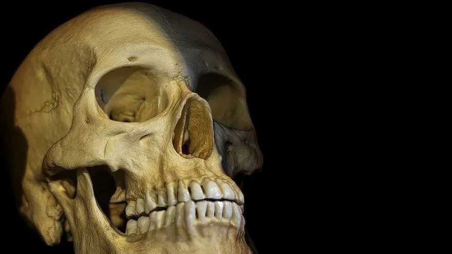 Objev století: nalezen předek člověka, který zcela mění historii evoluce