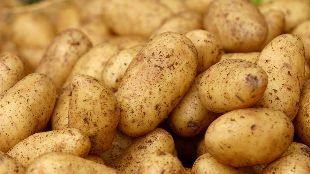 Farmář našel řešení, které nemusí zahodit více než 500 tun brambor: Po krátké době jeho pole naplnilo desítky aut.
