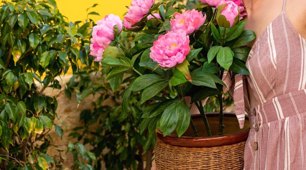 Téměř nikdo neví, ale podle Feng Shui dělá tato rostlina více pro svůj soukromý život než jakákoli aplikace.