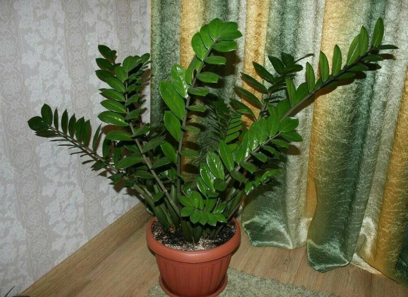 Zamioculcas je velmi odolný, ale jediná chyba ji může zničit. Měli byste se tomu vyhnout